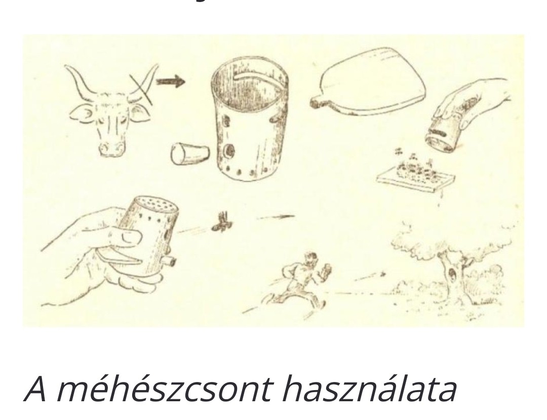 Méhészcsont másolat